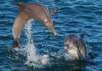 Olin Marler's Dolphin Cruise